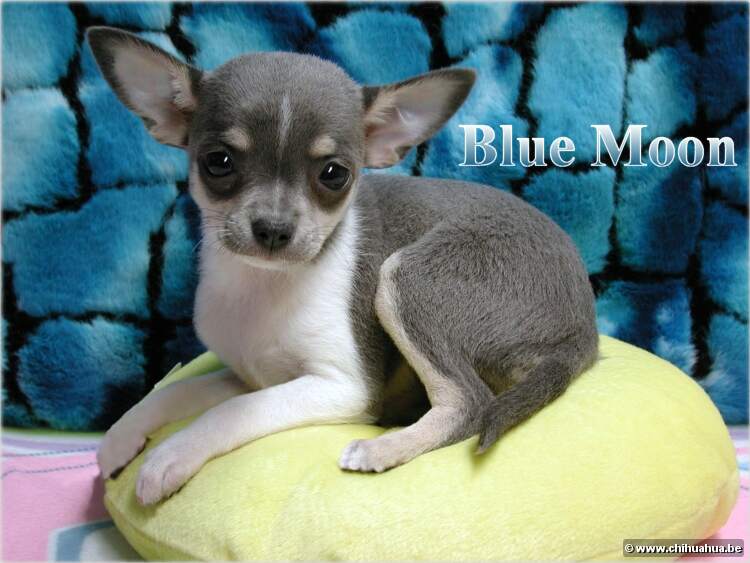 chihuahua Blue Moon